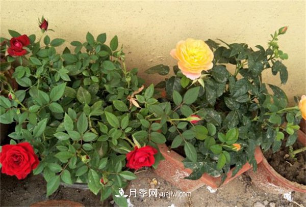 月季開花多與少，全看秋冬會不會養(yǎng)，2個工作要做好(圖1)