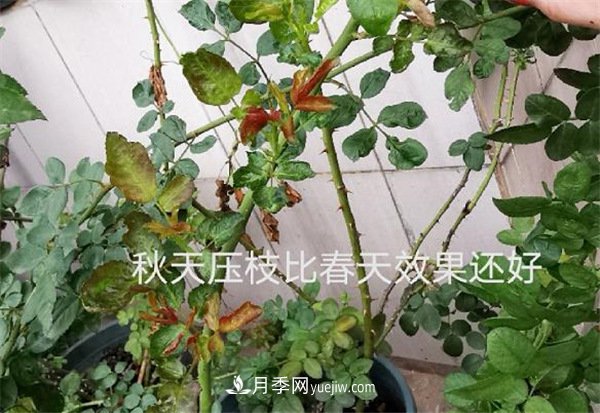 月季開花多與少，全看秋冬會不會養(yǎng)，2個工作要做好(圖2)