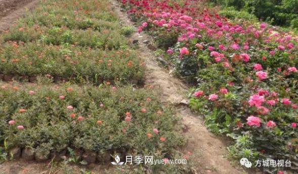南陽(yáng)方城縣月季花卉苗木產(chǎn)業(yè)得到迅猛發(fā)展(圖1)