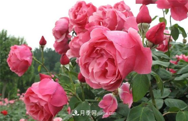 四川綿陽：用科技來澆灌月季吐芬芳(圖1)