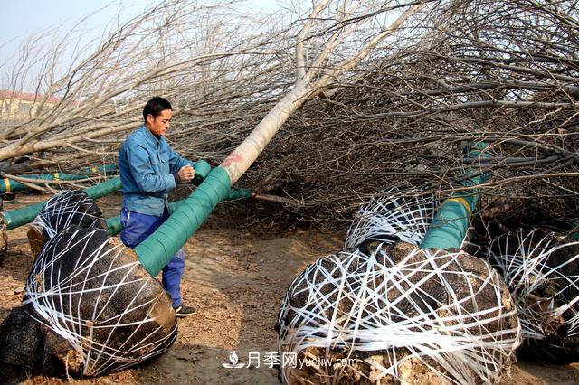 “買全國、賣全國”，濱州冬季苗木交易忙(圖1)