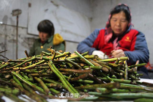 “買全國、賣全國”，濱州冬季苗木交易忙(圖2)