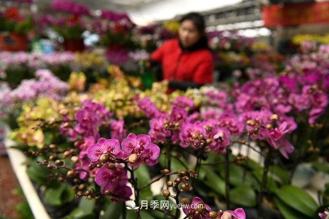 河北石家莊：元旦將至花卉購銷旺(圖1)