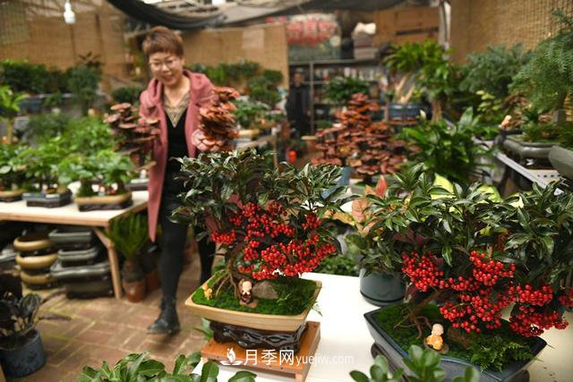 河北石家莊：元旦將至花卉購銷旺(圖2)