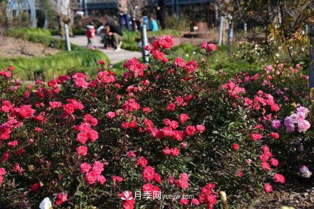 上海植物園內(nèi)部分月季釋放冬季魅力，觀賞區(qū)還在不斷優(yōu)化中(圖1)