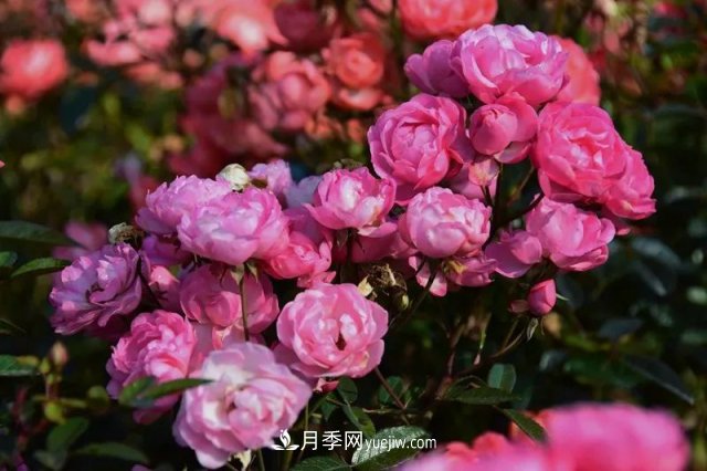 上海植物園內(nèi)部分月季釋放冬季魅力，觀賞區(qū)還在不斷優(yōu)化中(圖4)