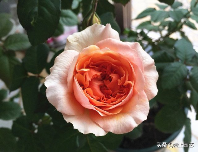 推薦3個(gè)優(yōu)秀的冷門月季品種，也許還在誰的花園里爭(zhēng)美(圖2)
