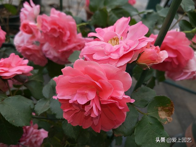 推薦3個(gè)優(yōu)秀的冷門月季品種，也許還在誰的花園里爭(zhēng)美(圖3)