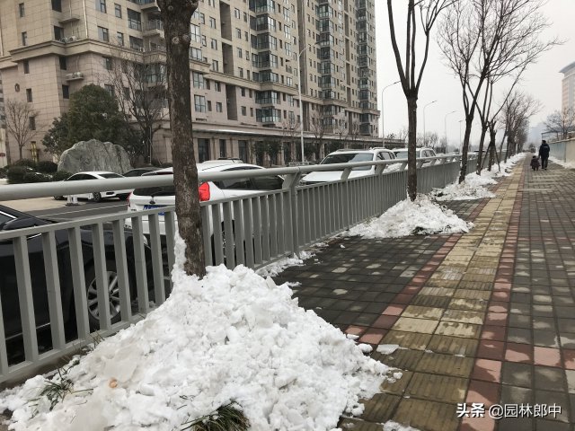 12月份園林養(yǎng)護(hù)尾聲，如何做才能讓苗木來年長得好(圖3)