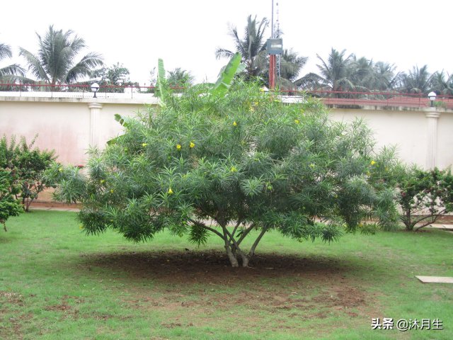園林綠化是國家戰(zhàn)略，利潤很高，了解行業(yè)標(biāo)準(zhǔn)財(cái)富滾滾來(圖1)