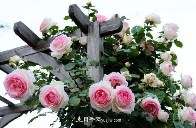 月季好看不好養(yǎng)？選對(duì)15個(gè)月季品種抗性好長(zhǎng)得快(圖2)