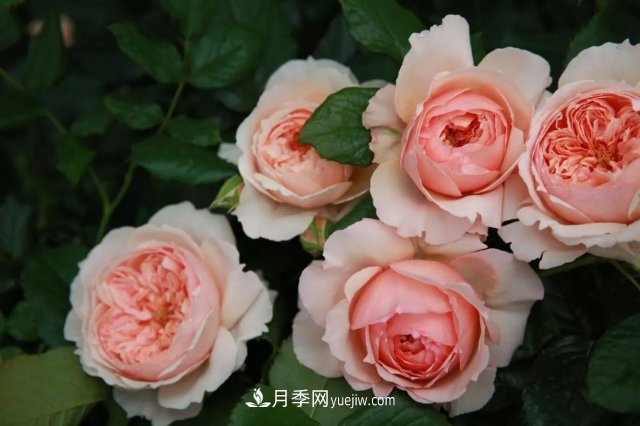 月季好看不好養(yǎng)？選對(duì)15個(gè)月季品種抗性好長(zhǎng)得快(圖7)