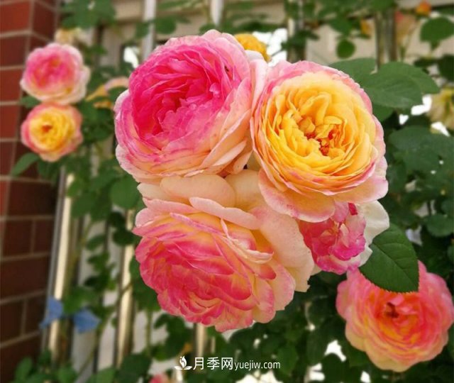 月季好看不好養(yǎng)？選對(duì)15個(gè)月季品種抗性好長(zhǎng)得快(圖5)