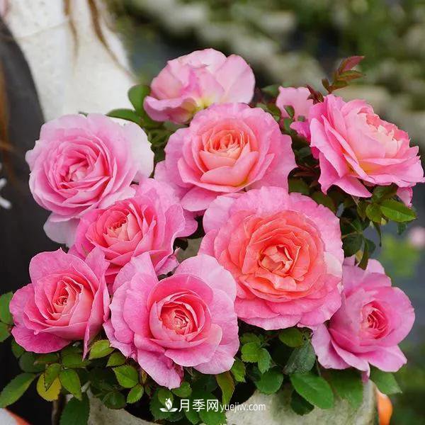 月季好看不好養(yǎng)？選對(duì)15個(gè)月季品種抗性好長(zhǎng)得快(圖11)