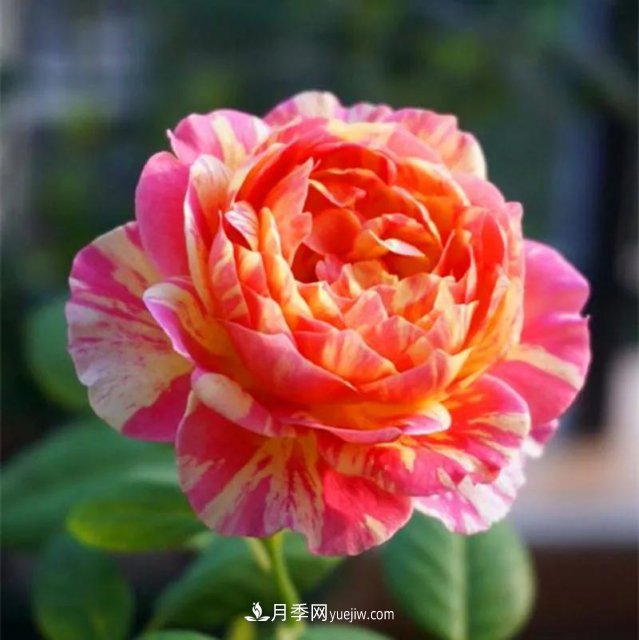 月季好看不好養(yǎng)？選對(duì)15個(gè)月季品種抗性好長(zhǎng)得快(圖4)