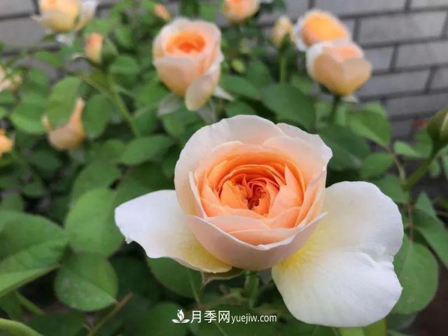 月季好看不好養(yǎng)？選對(duì)15個(gè)月季品種抗性好長(zhǎng)得快(圖12)
