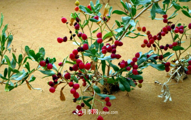 十大推介樹種出爐，或是2020年***后一波苗木商機(圖7)