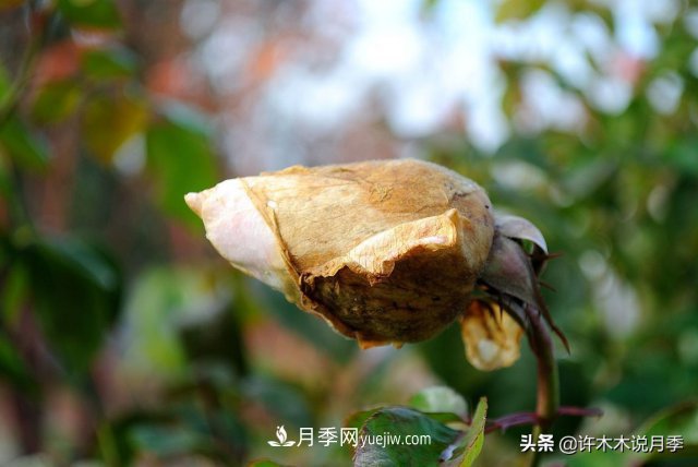 月季病蟲害TOP10排行榜，哪種病害更難纏？給你防治方法(圖6)