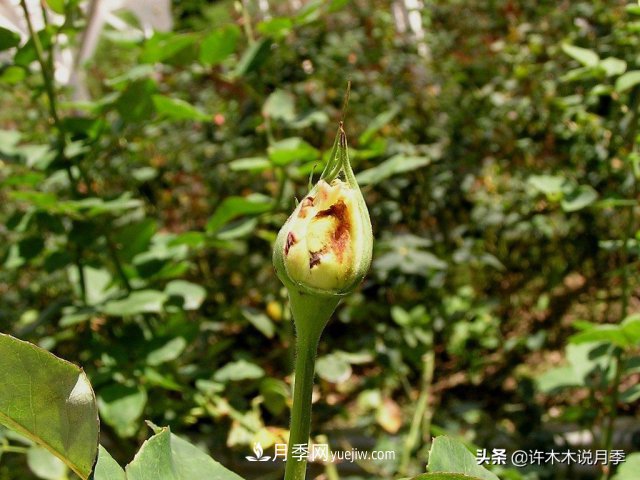 月季病蟲害TOP10排行榜，哪種病害更難纏？給你防治方法(圖7)