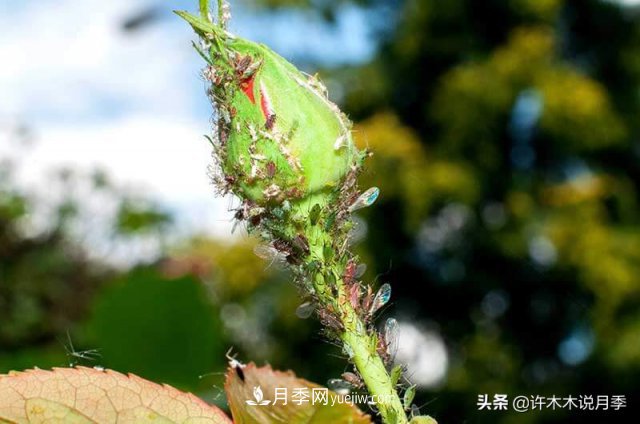 月季病蟲害TOP10排行榜，哪種病害更難纏？給你防治方法(圖8)