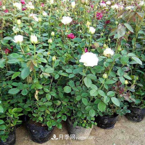 月季被稱為花中皇后！摸清修剪的***佳時機(jī)，四季常開(圖1)