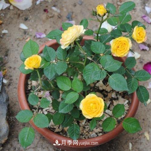 月季被稱為花中皇后！摸清修剪的***佳時機(jī)，四季常開(圖3)