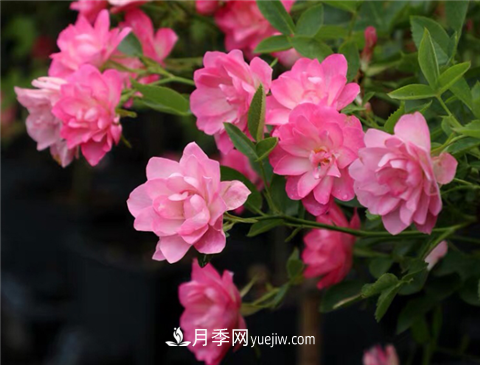 新手推薦3款月季品種，四季花開(kāi)不斷越養(yǎng)越上癮(圖2)