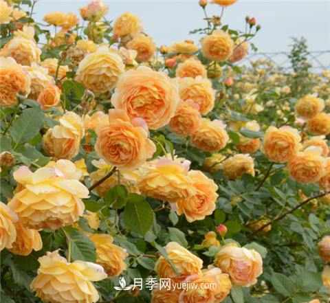 新手推薦3款月季品種，四季花開(kāi)不斷越養(yǎng)越上癮(圖1)