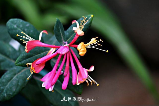 市場(chǎng)前景大好的6種忍冬科植物，你家苗圃有嗎？(圖6)