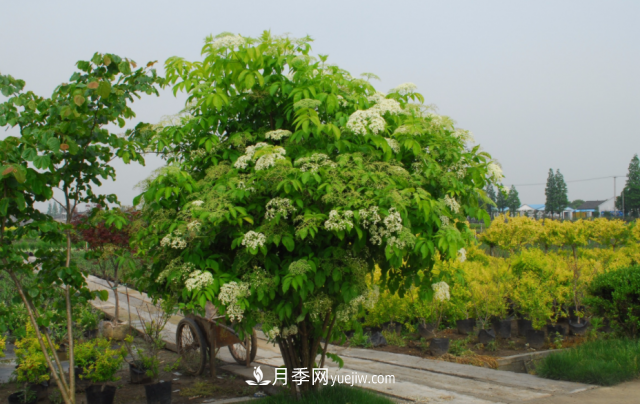 市場(chǎng)前景大好的6種忍冬科植物，你家苗圃有嗎？(圖5)