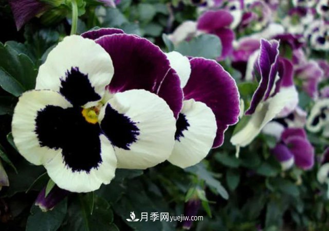 市場(chǎng)前景大好的6種忍冬科植物，你家苗圃有嗎？(圖2)