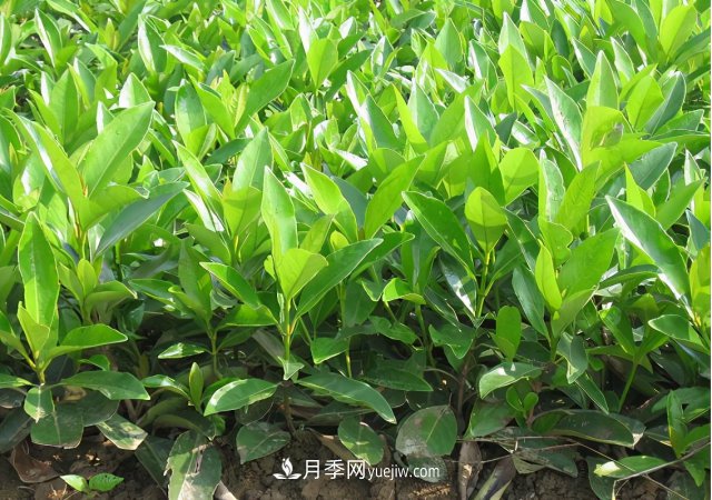 市場(chǎng)前景大好的6種忍冬科植物，你家苗圃有嗎？(圖4)