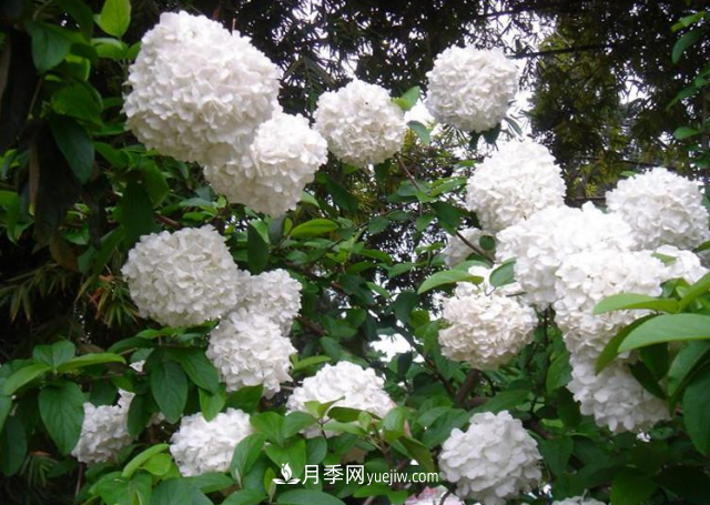 市場(chǎng)前景大好的6種忍冬科植物，你家苗圃有嗎？(圖3)