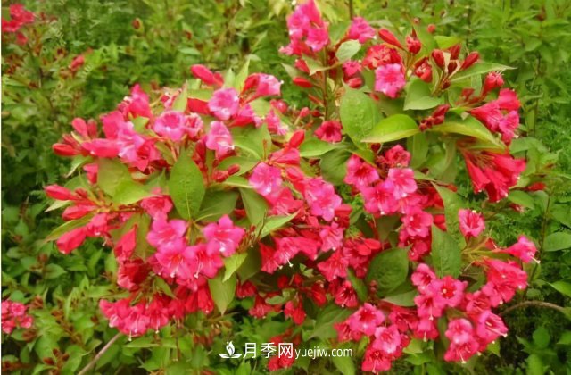 市場(chǎng)前景大好的6種忍冬科植物，你家苗圃有嗎？(圖1)