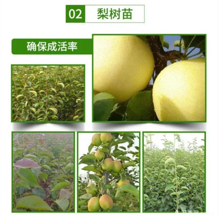 梨樹苗(圖4)