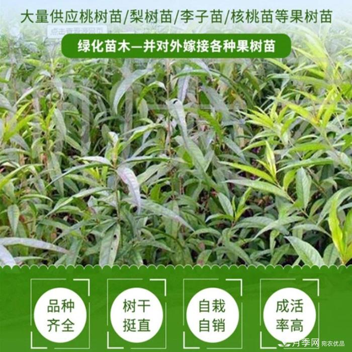 梨樹苗(圖1)