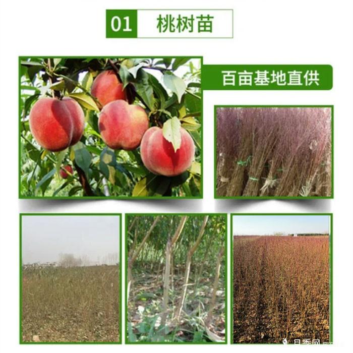 梨樹苗(圖3)