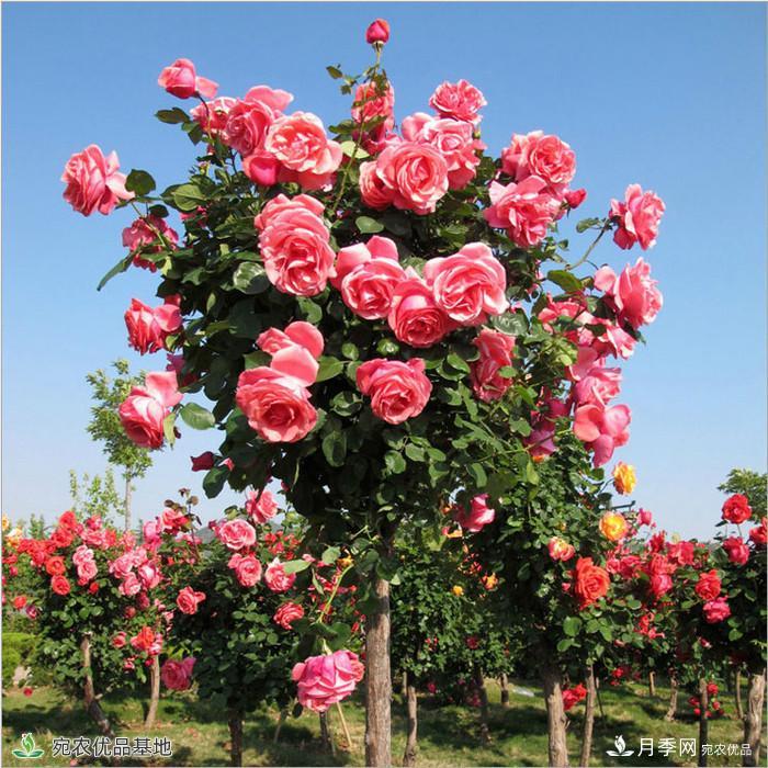 月季花瓣掉落？這幾個原因是關鍵，預防好鮮花水靈又鮮艷(圖1)