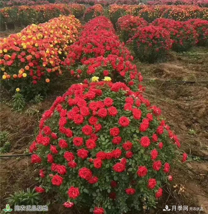 月季之鄉(xiāng)，漫步南陽(yáng)市石橋鎮(zhèn)細(xì)嗅花香飄九州(圖1)