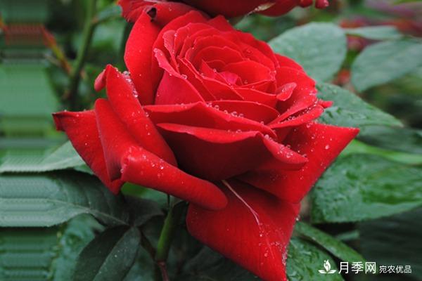 梅郎口紅月季 Rouge Meilland 推薦(圖1)