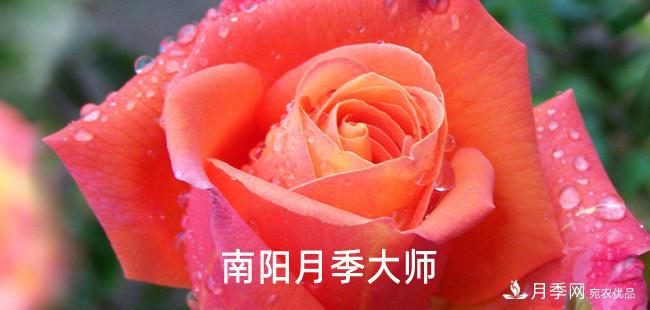 南陽市首批13名南陽月季大師名單都有誰？(圖1)