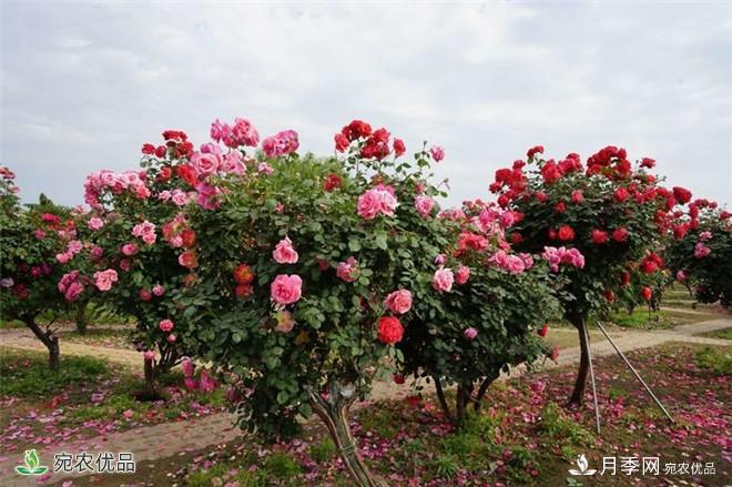 “花開南陽 云賞月季”南陽網上月季展即將開啟(圖1)