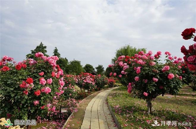 “花開南陽 云賞月季”南陽網上月季展即將開啟(圖3)