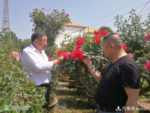 四季花開(kāi)美名揚(yáng)——訪(fǎng)南陽(yáng)“月季大師”蘇金朋、蘇玉果父子(圖1)