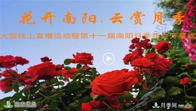 “網(wǎng)絡(luò)直播+電視直播+網(wǎng)絡(luò)互動”云端賞花 南陽月季香飄五洲(圖2)