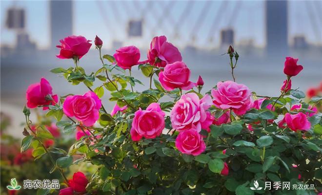 河南種苗站認定南陽市“薔薇屬植物種質資源庫”建設項目(圖2)