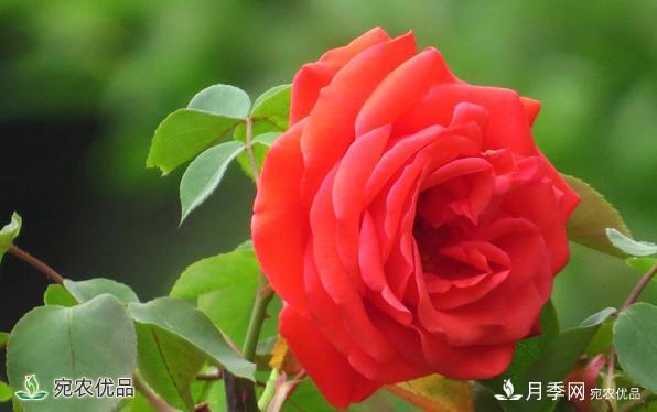河南種苗站認定南陽市“薔薇屬植物種質資源庫”建設項目(圖1)