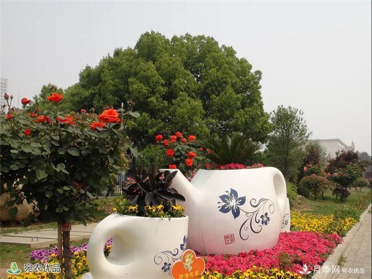 月季之鄉(xiāng)美不勝收！南陽(yáng)月季景觀路觀賞指南，請(qǐng)收好！(圖5)