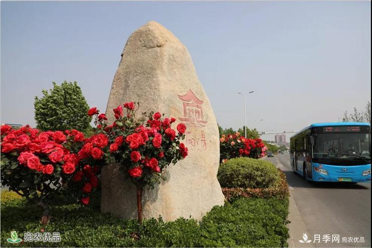 月季之鄉(xiāng)美不勝收！南陽(yáng)月季景觀路觀賞指南，請(qǐng)收好！(圖10)