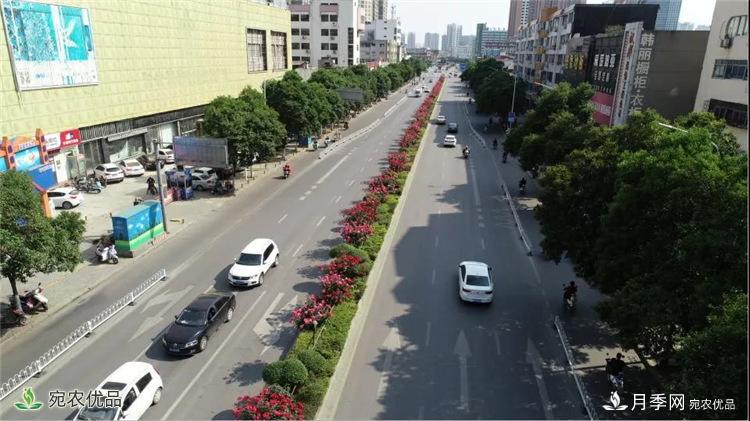月季之鄉(xiāng)美不勝收！南陽(yáng)月季景觀路觀賞指南，請(qǐng)收好！(圖6)